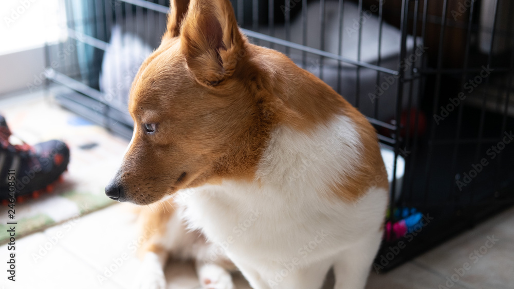 corgi dog