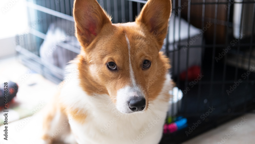 corgi dog