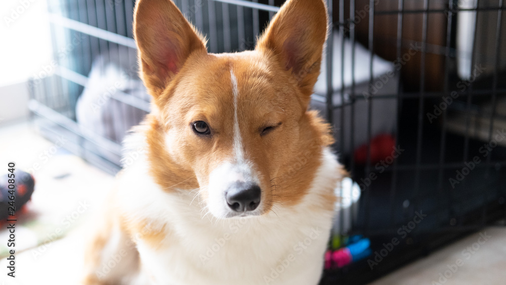 corgi dog