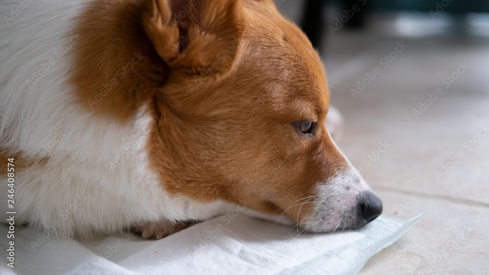 corgi dog