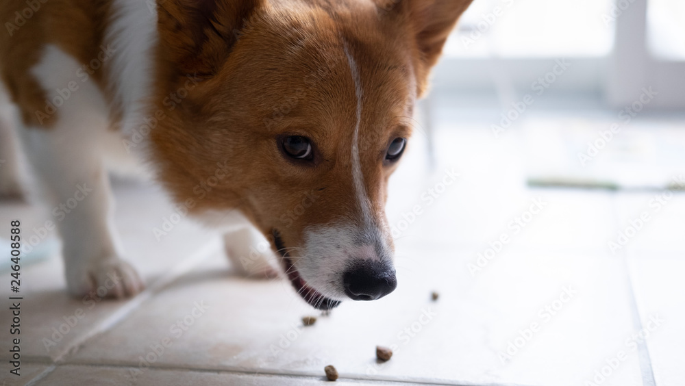 corgi dog