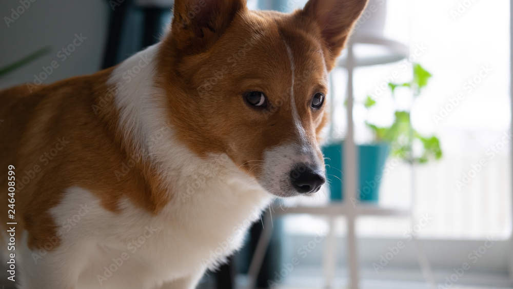 corgi dog