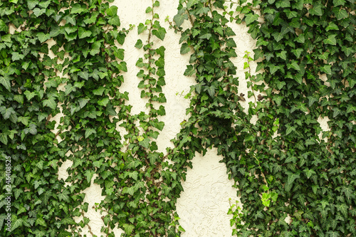 A wall of common ivy. Usuable as a background or texture. Also known as european ivy