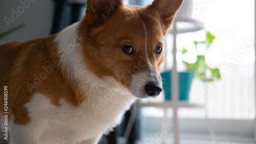 Obraz na płótnie corgi dog w salonie