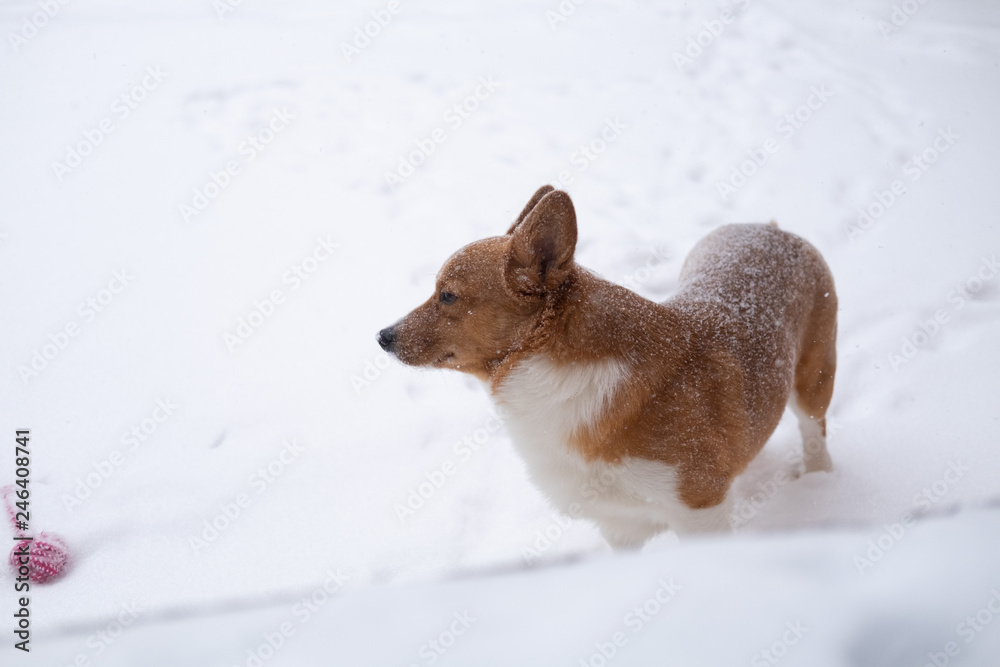 corgi dog