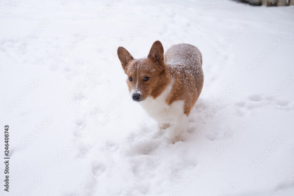 corgi dog