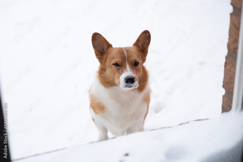 corgi dog