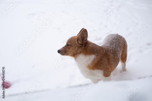 Obraz na płótnie corgi dog w salonie