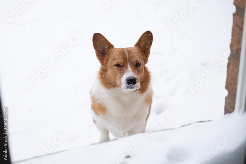 Obraz na płótnie corgi dog w salonie