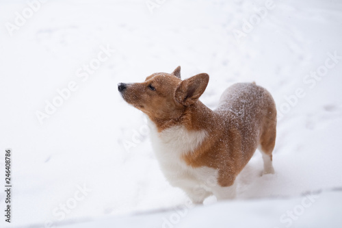 corgi dog