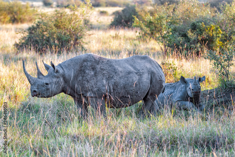 Obraz premium Black Rhinoceros female with her calf in the shade of the bushes in Masai Mara National Reserve in Kenya