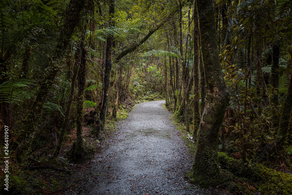 Fototapeta premium Forest Path, New Zealand