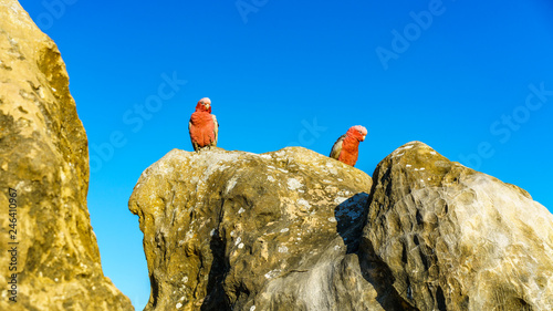 rosebreasted cockatoos at the pinnacles in nambung national park, australia 25 photo