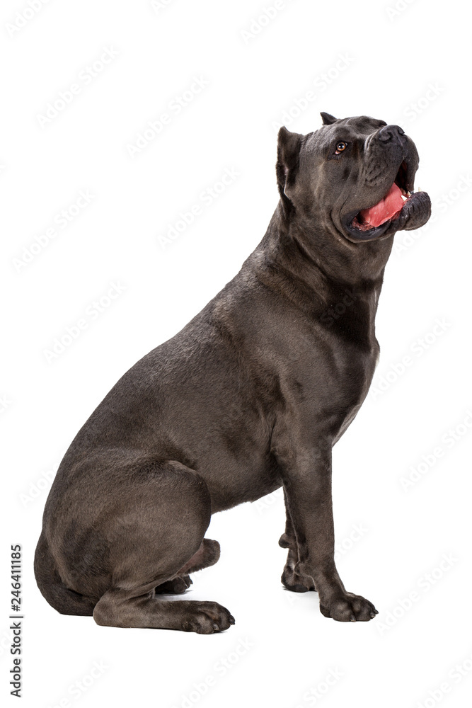 Cane Corso dog on white background