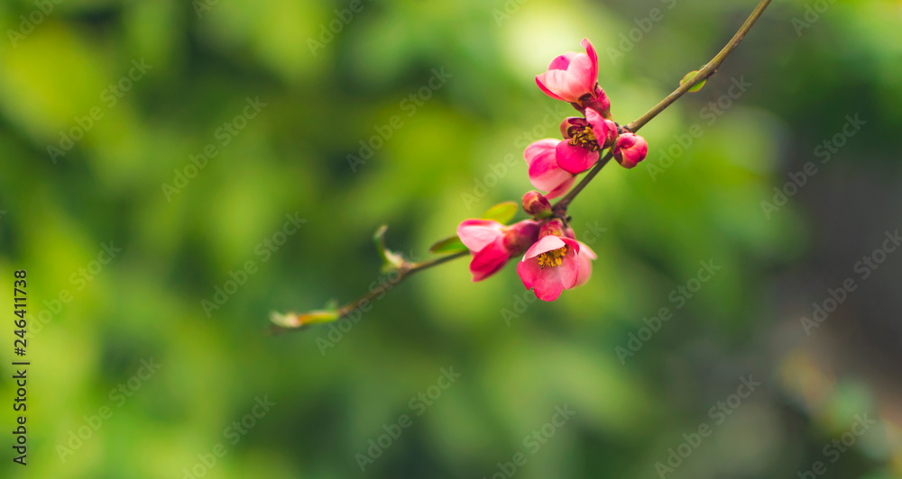 Pink bud flowers on brunch of apricot tree. Pink bud flowers on brunch of apricot tree.