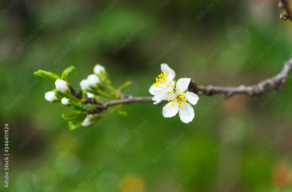Beautiful blossom branches at early spring