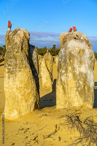 rosebreasted cockatoos at the pinnacles in nambung national park, australia 20 photo