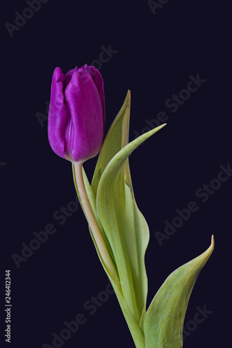 Fine art still life bright colorful macro portrait of a single isolated violet closed tulip blossom on blue background with detailed texture and green leaves