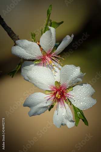 Tableau sur toile Close up of almond flowers in spring with selective focus