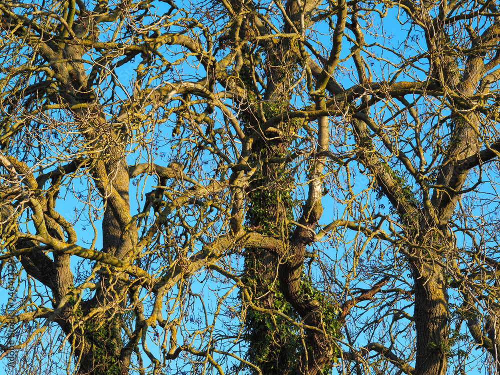 Obraz premium Tangled branches of bare winter trees with a blue sky background