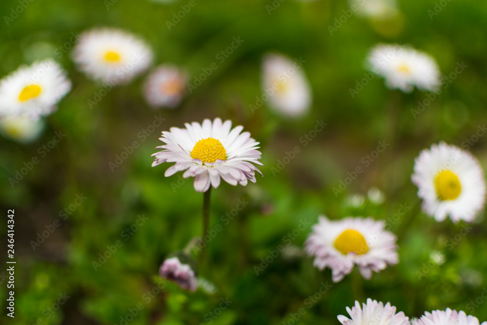 Daisy flowers in early spring on green meadow