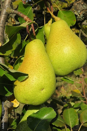 Pear tree
