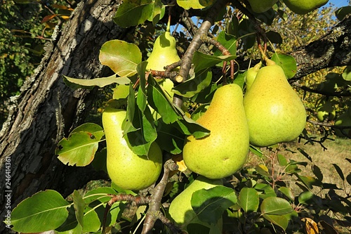 Pear tree
