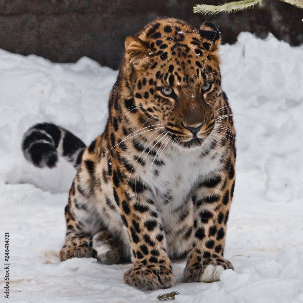 Fototapeta premium The animal looks angry. Far Eastern leopard is walking in the snow. powerful animal.