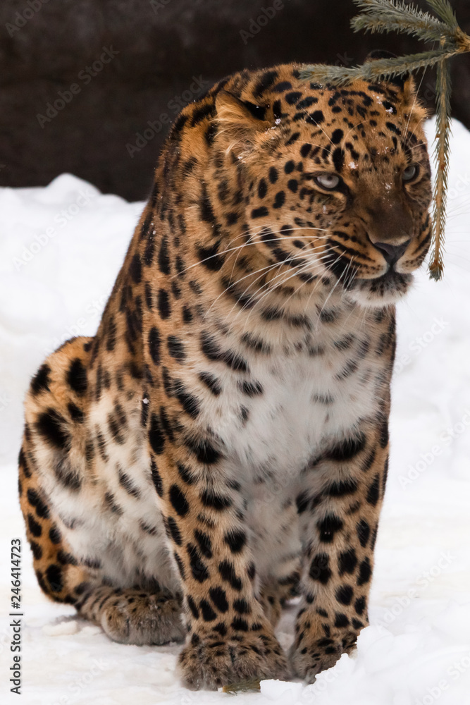 Fototapeta premium Far Eastern leopard is walking in the snow. powerful animal.