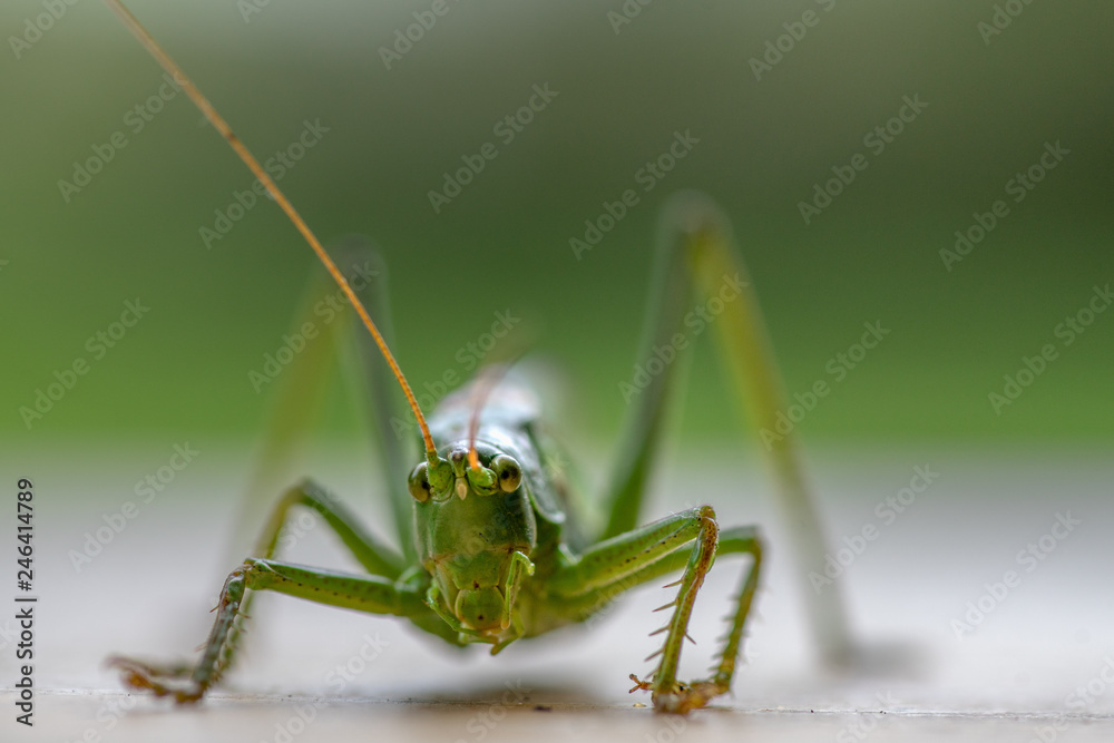 Fototapeta premium Low angle front closeup portrait of a great green bush cricket with soft background