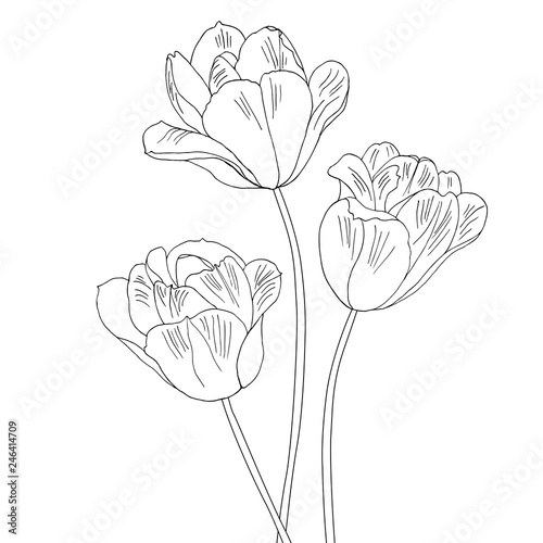 Tulips. Hand drawn vector illustration. Monochrome black and white ink sketch. Line art. Isolated on white background. Coloring page