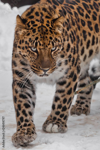 The animal angrily looks at you face close-up. Far Eastern leopard is walking in the snow.  powerful animal.