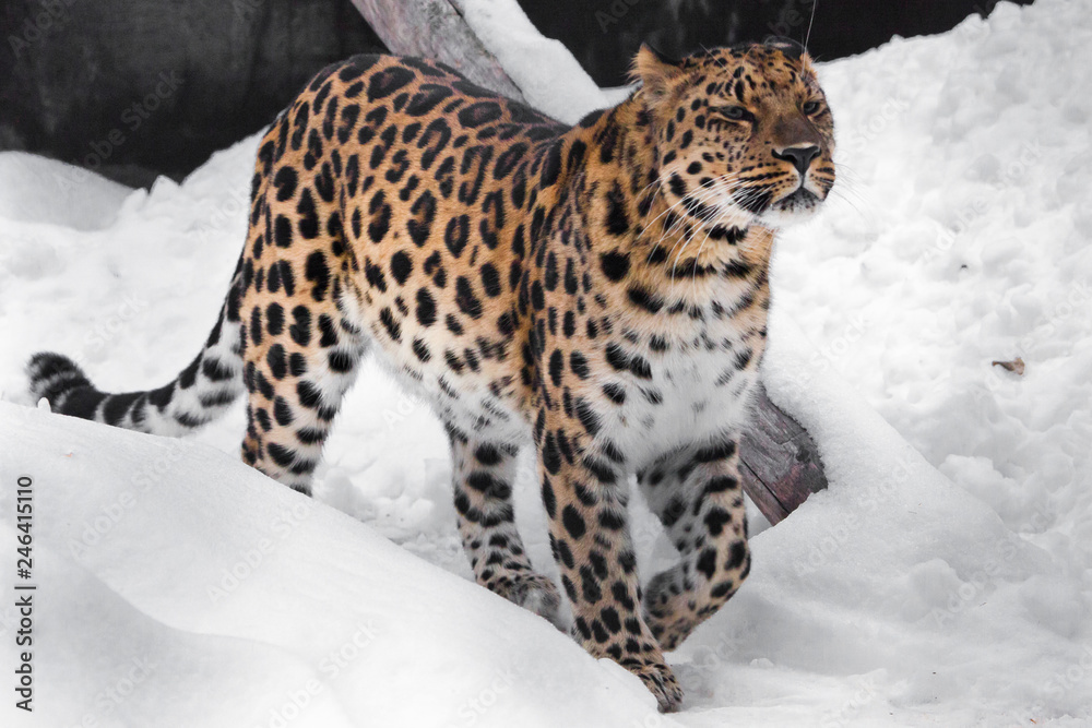Leopard sniffs. Red-headed Far Eastern leopard is a powerful predatory beast against the white snow. Leopard sniffs. Red-headed Far Eastern leopard is a powerful predatory beast against the white snow.