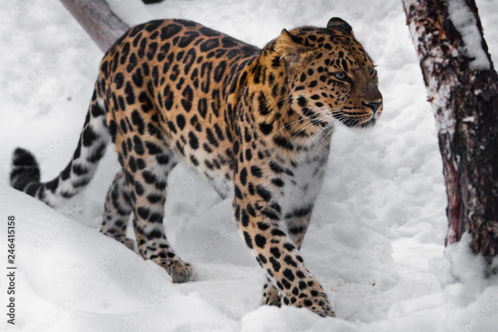 Leopard is coming, he is unhappy. Red-headed Far Eastern leopard is a powerful predatory beast against the white snow. Leopard is coming, he is unhappy. Red-headed Far Eastern leopard is a powerful predatory beast against the white snow.
