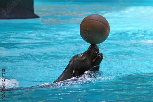 Navy seal with a ball