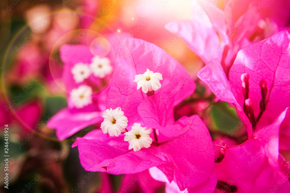 Beautiful flowers on the sea background Beautiful flowers on the sea background