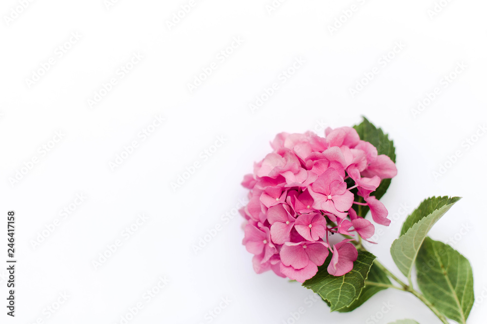 Pink flower of hydrangea isolated on white background. Hortensia are blooming in spring and summer.