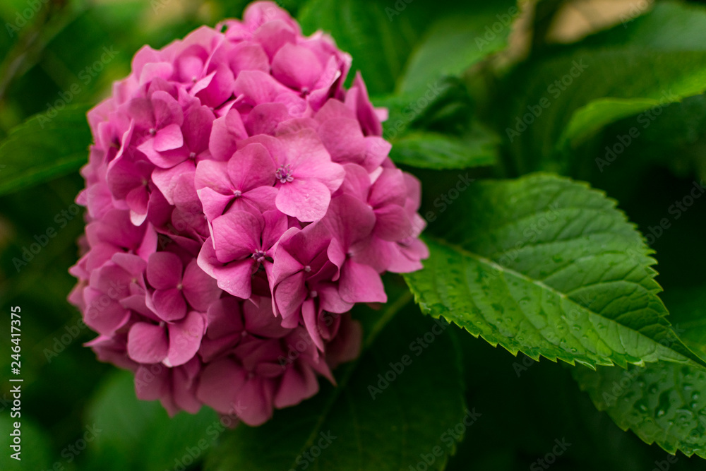 Beautiful pink Hydrangea flower, close up. Beautiful pink Hydrangea flower, close up.