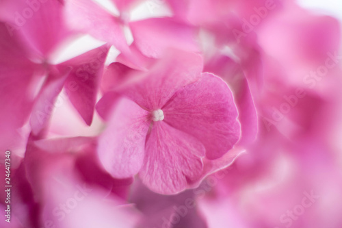 Pink hydrangea background and floral pattern. Flowers are blooming in spring and summer.