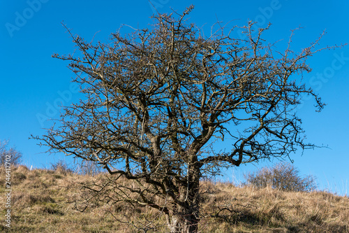 Hawthorn tree in winter against a brilliant blue sky