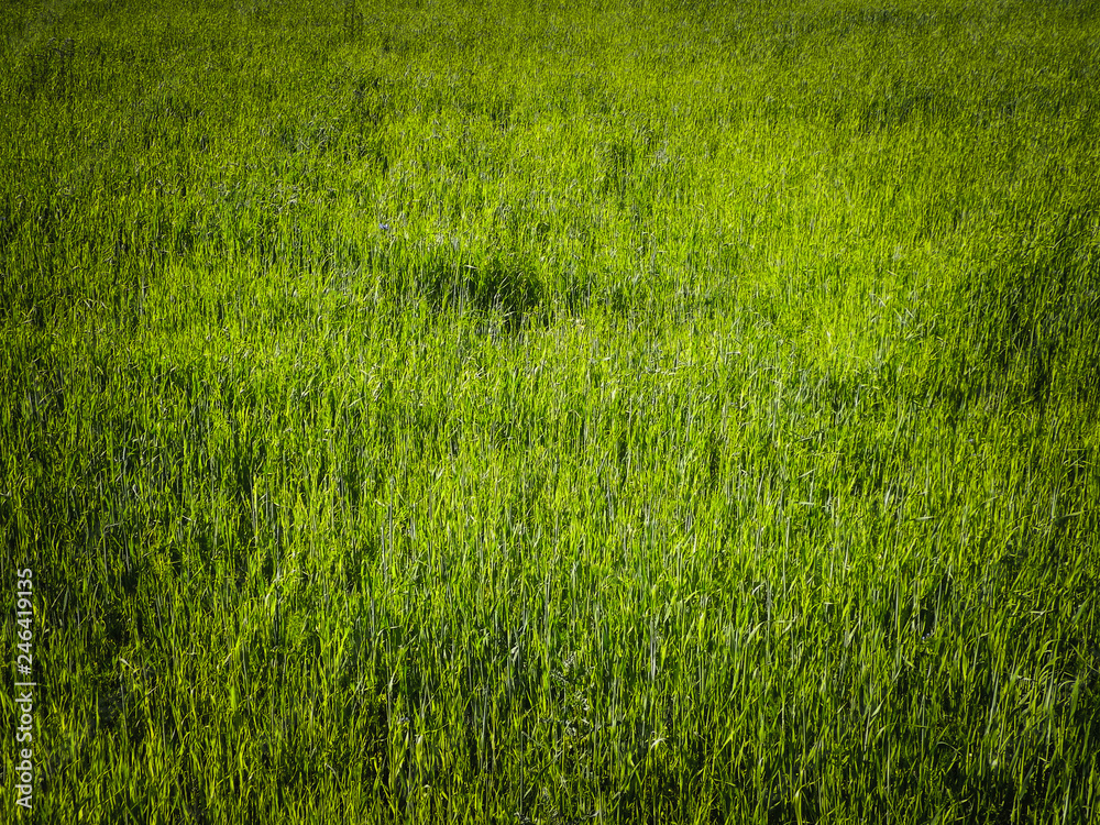 Obraz premium Green grass as background.
