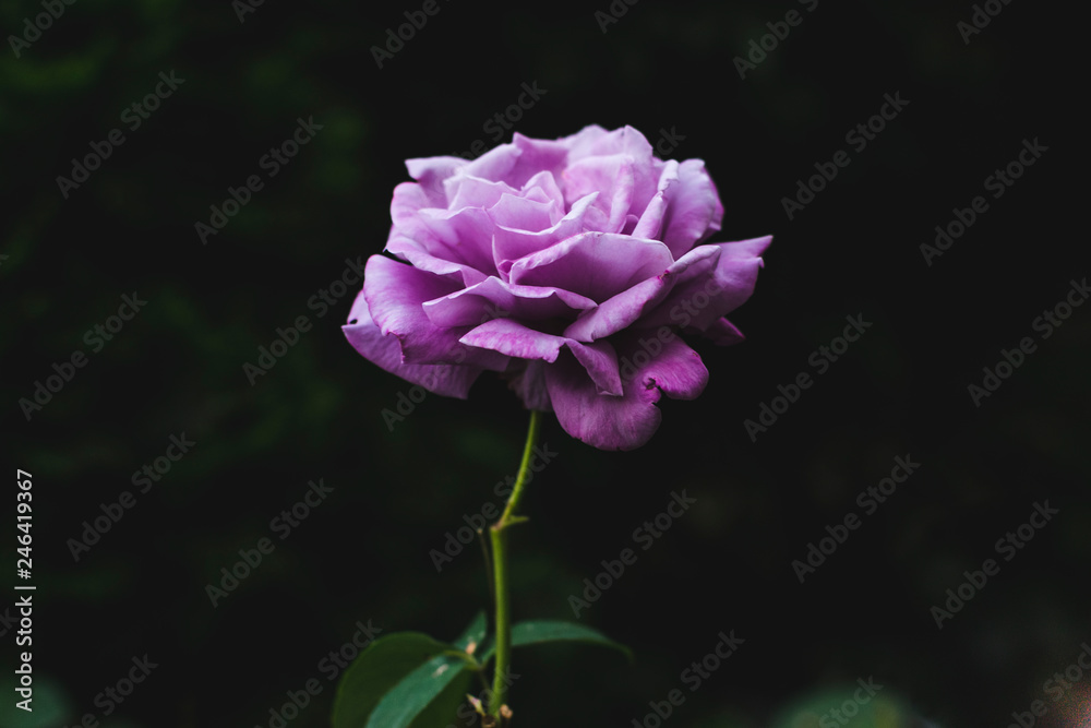 Beautiful single purple rose on dark green natural background