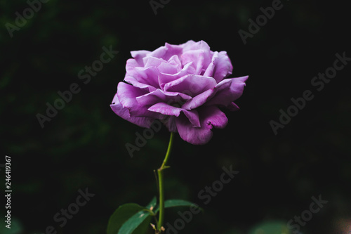 Fototapeta Naklejka Na Ścianę i Meble -  Beautiful single purple rose on dark green natural background
