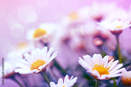 White daisies flowers isolated on pink background.