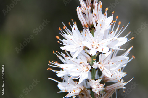 Asfodelus silvestre flor blanca photo