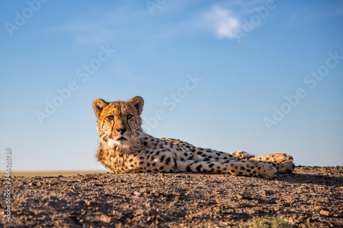 cheetah in Tiger Canyon game reserve on a dike at a waterhole in South Africa