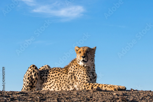 cheetah in Tiger Canyon game reserve on a dike at a waterhole in South Africa