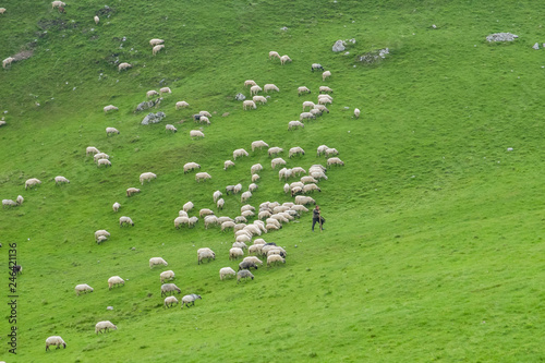 flock of sheep