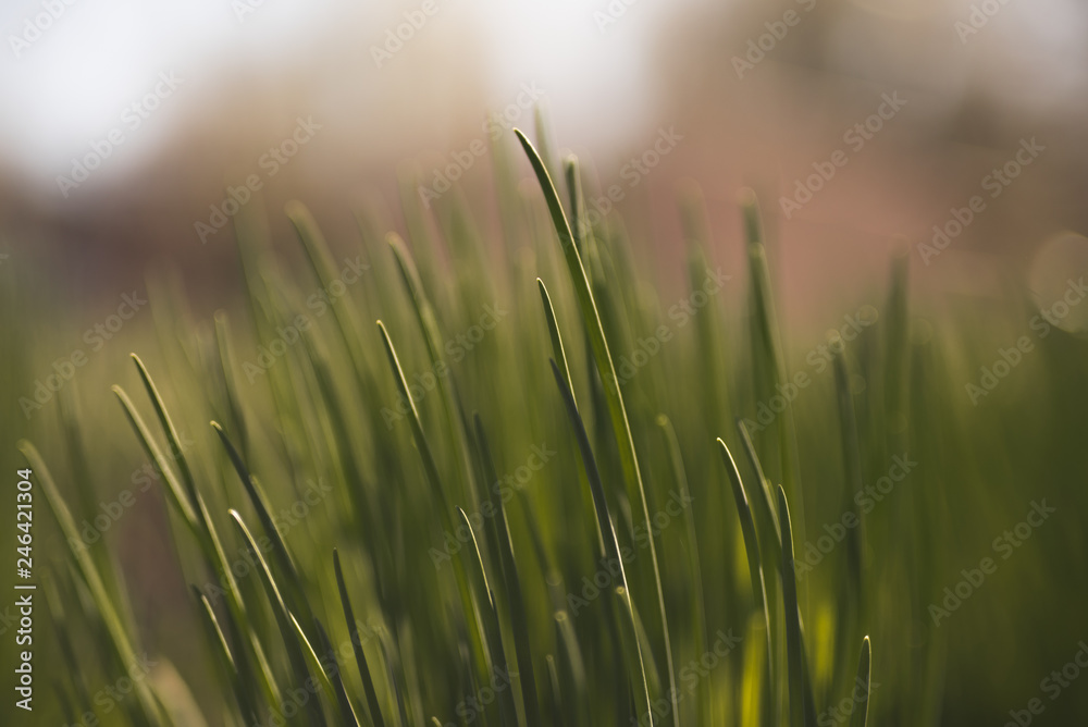 green grass on a background
