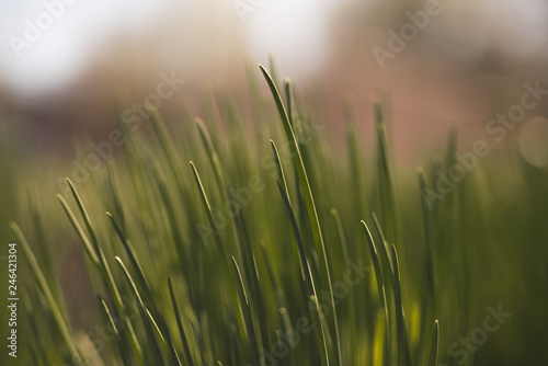 green grass on a background